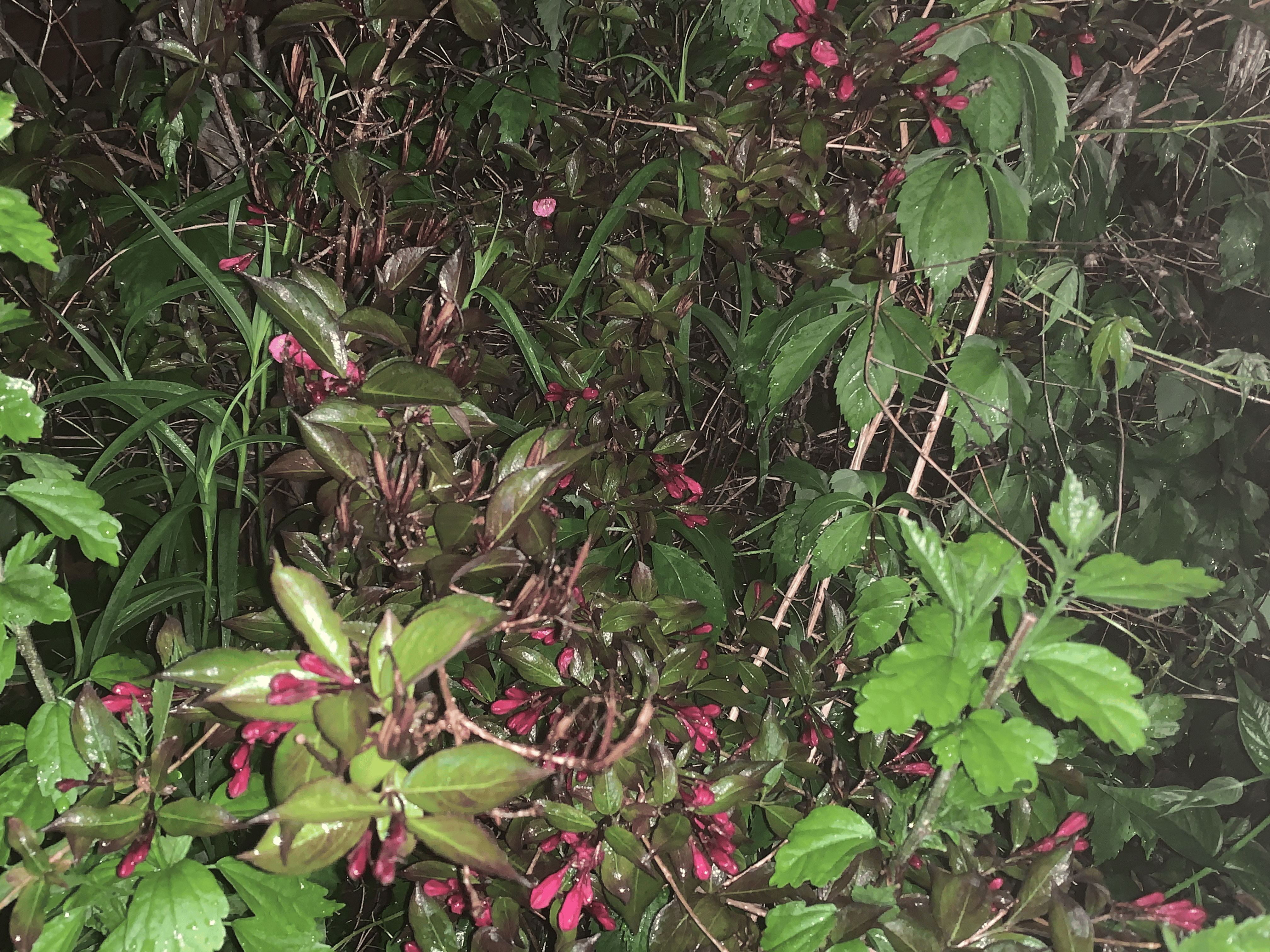 This is a picture of green bushes with scattered fuchia coloured flowers